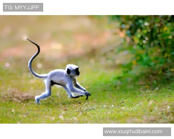 抖音斜阳身法猴照片真人展现独特魅力与风采的精彩瞬间 抖音斜阳身法猴照片真人展现独特魅力与风采的精彩瞬间